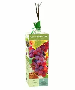 Budget ✨ Van Zyverden, Inc. Van Zyverden Inc. Grape Canadice - red seedless 00816 - Plants, Shrubs & Trees 😍