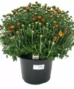 Best Pirce 🔔 NMG 8In Mum Yellow Assorted - 35200 - Plants, Shrubs & Trees 💯