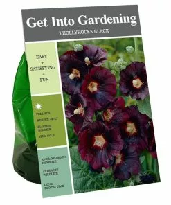Best deal 😍 Van Zyverden, Inc. Van Zyverden Inc. Hollyhocks Black 00797 - Garden Center 👏
