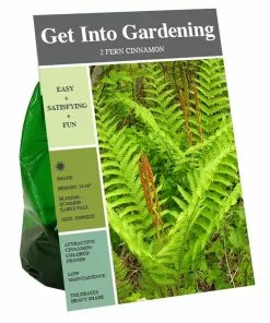 Buy 🛒 Van Zyverden, Inc. Van Zyverden Inc. Fern Cinnamon 09582 - Garden Center 🥰