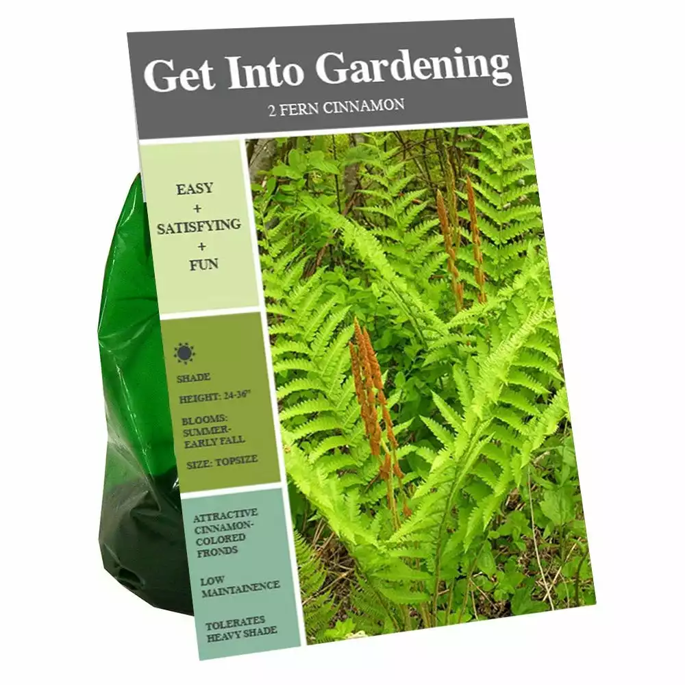 Buy π Van Zyverden, Inc. Van Zyverden Inc. Fern Cinnamon 09582 - Garden Center π₯°