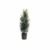Budget 😉 Park Hill Plants & Trees Green Giant' Arborvitae #7 Pot - Plants, Shrubs & Trees 🌟