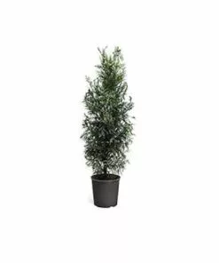 Budget 😉 Park Hill Plants & Trees Green Giant' Arborvitae #7 Pot - Plants, Shrubs & Trees 🌟
