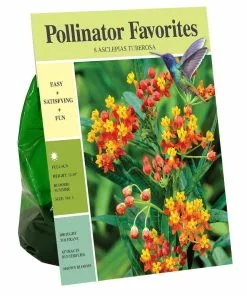 Promo 👏 Van Zyverden, Inc. Van Zyverden Inc. Asclepias Tuberosa Green Beauty 01983 - Garden Center 🧨