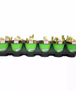 Buy 🤩 NMG Prefinished Muscari .75Qt - 16752 - Plants, Shrubs & Trees 🎁