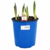 Deals ❤️ NMG Prefinished Tulip 2.5Qt Assorted Color - 16264 - Plants, Shrubs & Trees 😉