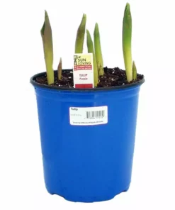 Deals ❤️ NMG Prefinished Tulip 2.5Qt Assorted Color - 16264 - Plants, Shrubs & Trees 😉