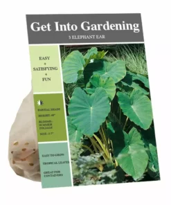 New 🔔 Van Zyverden, Inc. Van Zyverden Inc. Elephant Ear - small 09501 - Garden Center ✨