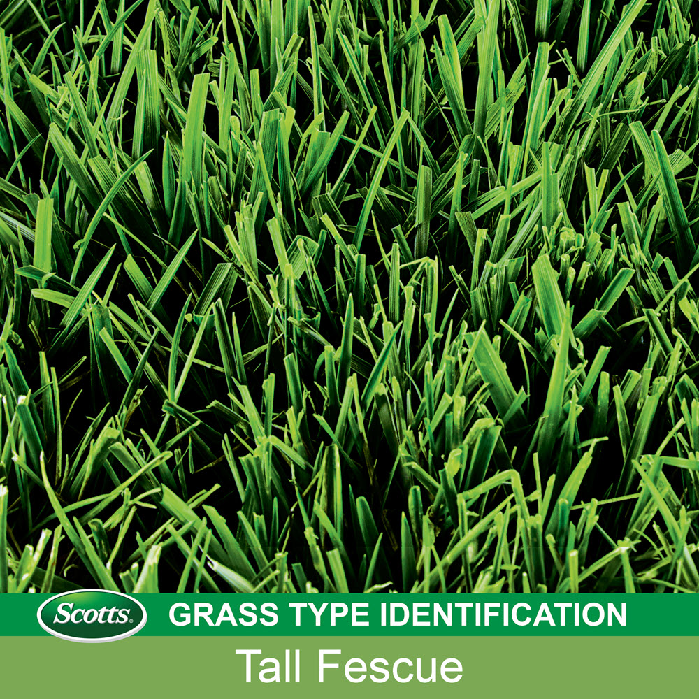 Best Pirce 🧨 Scotts Turf Builder Grass Seed Tall Fescue Mix, 20lb - 18242 🎁 - Image 5