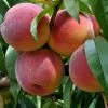Best Sale 😀 Freedom Farms Redhaven Yellow Peach Fruit Tree 5G Pot - Trees ❤️