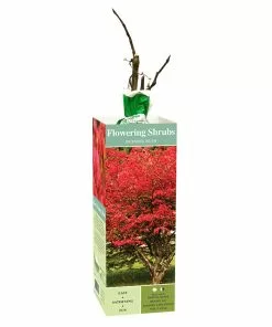 Budget 👍 Van Zyverden, Inc. Van Zyverden Inc. Shrub Burning Bush 01785 - Garden Center 🥰